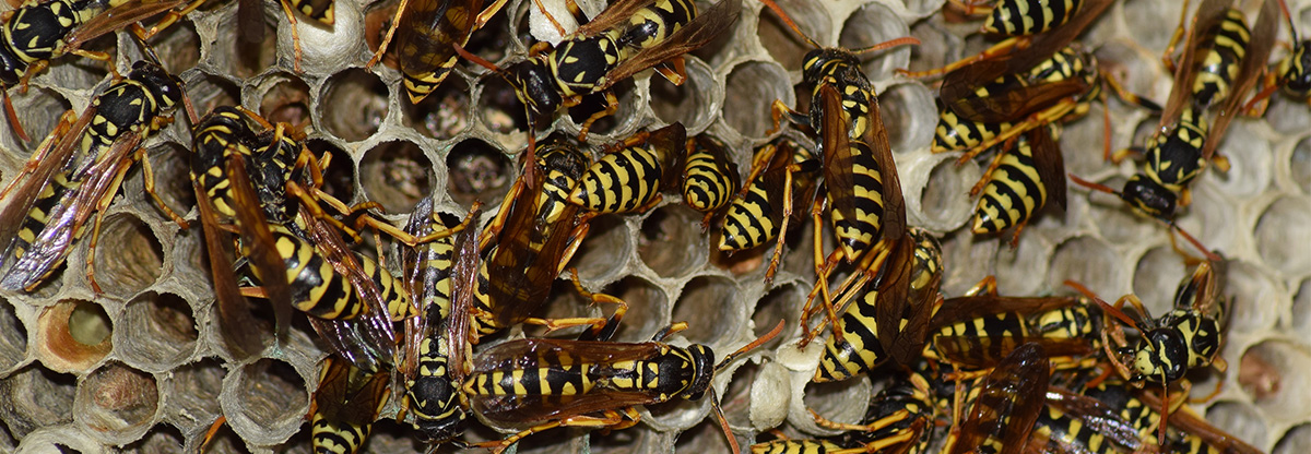 Wasps Nest