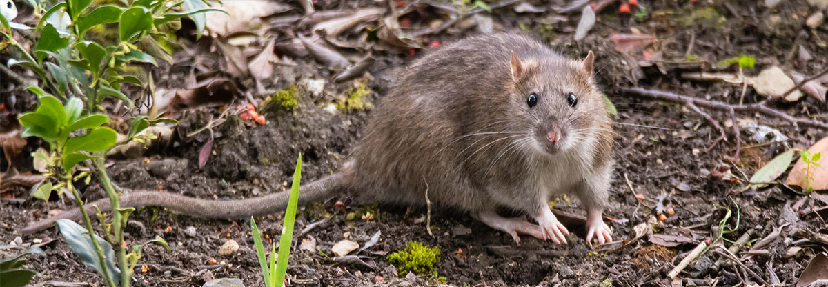 Rodents Banner