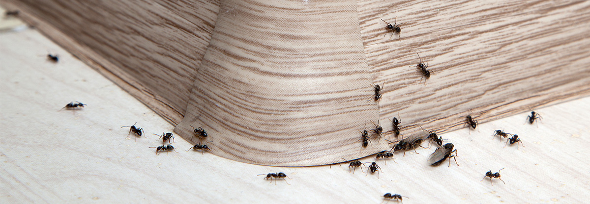 Ants Banner Ants Banner
