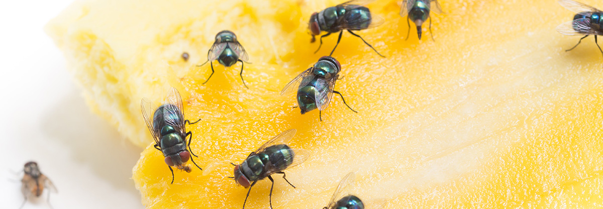 Flies Banner