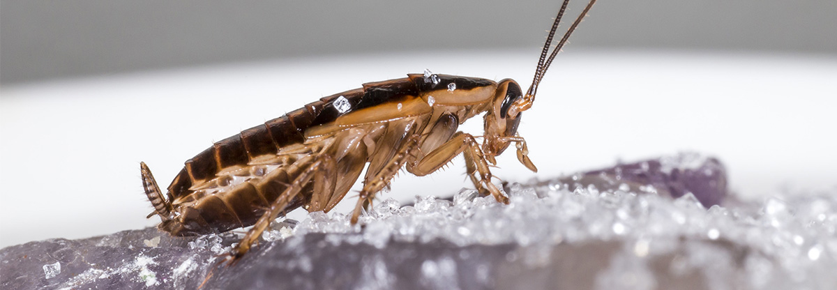 Cockroach Banner Cockroach Banner